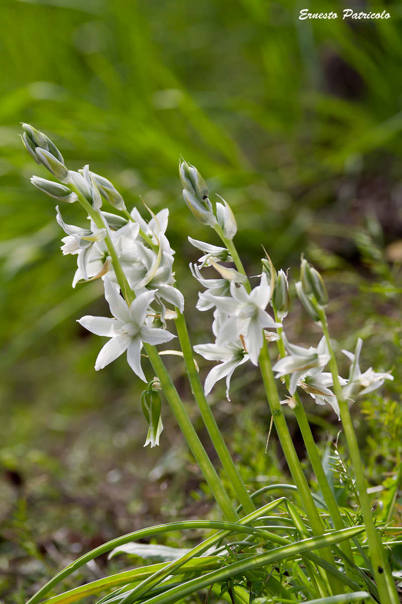 Honorius nutans  (=Ornithogalum nutans)